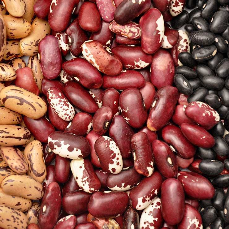 shutterstock 127895318 beans flipser min مقالات غذاهای ضد سرطان کدامند؟