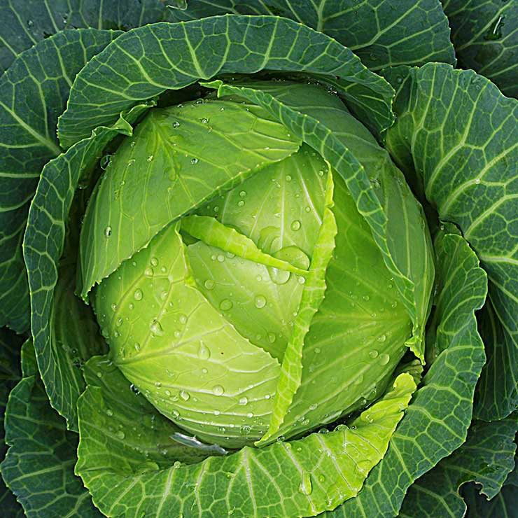 shutterstock 364358369 cabbage kawongwarin min مقالات غذاهای ضد سرطان کدامند؟