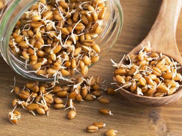 A small pile of fresh wheat sprouts isolated on a white background, showing tiny roots and shoots.