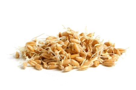 Glass jar filled with sprouted wheat spilling onto a wooden surface, with a wooden spoon holding wheat sprouts