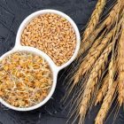 A dual-section bowl containing raw wheat grains and sprouted wheat, placed next to golden wheat stalks on a dark surface.
